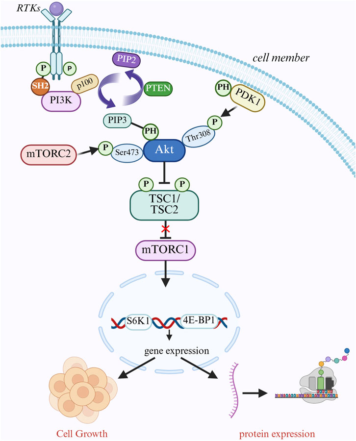 Diagram illustrating the PI3K/Akt/mTOR signaling pathway. Receptor tyrosine kinases (RTKs) activate PI3K, converting PIP2 to PIP3. Activated Akt influences TSC1/TSC2, inhibiting mTORC1. This promotes gene expression via S6K1 and 4E-BP1, affecting cell growth and protein expression. PTEN and PDK1 also play roles, with cellular components depicted, including a cell membrane.