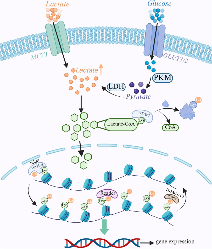 Diagram illustrating the process of lactate metabolism and its effect on gene expression. Lactate enters the cell via MCT1, converts to pyruvate by LDH, and forms Lactate-CoA. This influences histone modification, impacting gene expression. Key components include GLUT1/2, PKM, CoA, and enzymes like p300 and HDAC1/2/3.
