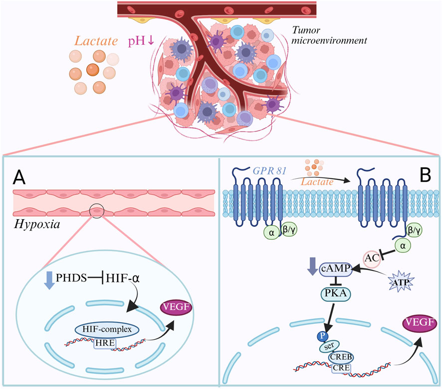 Diagram illustrating tumor microenvironment interactions, showing lactate production leading to decreased pH. Panel A depicts hypoxia, reducing PHDS and activating HIF-α, resulting in VEGF expression. Panel B highlights the lactate receptor GPR81 signaling pathway, involving cAMP, PKA, and CREB activation, ultimately promoting VEGF expression.