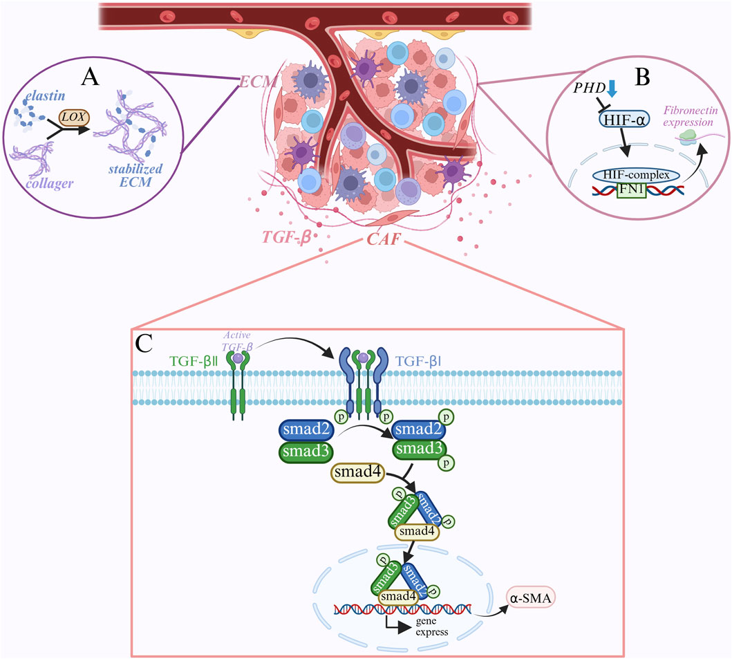 Diagram illustrating cellular and molecular processes involving TGF-β and CAF in the tumor microenvironment. Panel A shows ECM stabilization via LOX acting on elastin and collagen. Panel B depicts fibronectin expression regulation through PHD, HIF-α, and HIF-complex. Panel C details TGF-β signaling with receptor binding, phosphorylation of smad proteins, and activation of gene expression leading to α-SMA production.