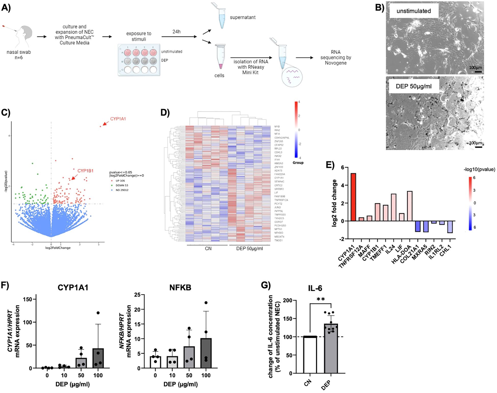 Diagram A illustrates the process from nasal swab sampling to RNA sequencing in NECs, showing steps such as culture, exposure to stimuli, and RNA isolation. Image B presents microscope images of NECs under unstimulated and DEP conditions. Graph C plots a volcano chart highlighting CYP1A1 and CYP1B1 gene expression changes. Heat map D in panel D displays gene expression profiles under different conditions. Bar graph E shows the log2 fold change in gene expression, including inflammatory markers. F and G plot expression levels of CYP1A1, NFKB, and IL-6 concentration changes across various DEP concentrations.