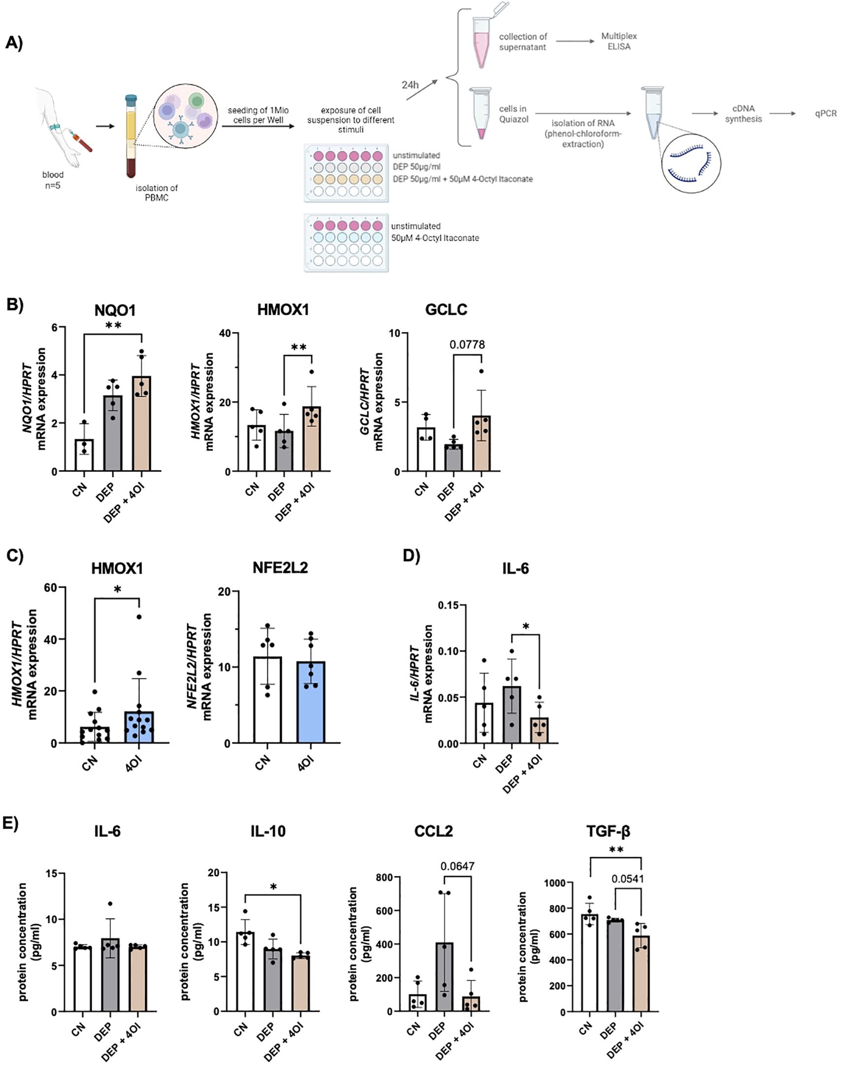 Illustration detailing an experimental procedure and results. Panel A shows a flowchart of PBMC isolation, exposure to stimuli, and analysis methods including qPCR and ELISA. Panel B presents bar graphs of NQO1, HMOX1, and GCLC mRNA expression, with significant increases marked by asterisks. Panel C displays HMOX1 and NFE2L2 mRNA expression, indicating significant changes. Panel D shows IL-6 mRNA expression with notable differences. Panel E illustrates protein concentration levels of IL-6, IL-10, CCL2, and TGF-β, with significant changes noted by asterisks and p-values.