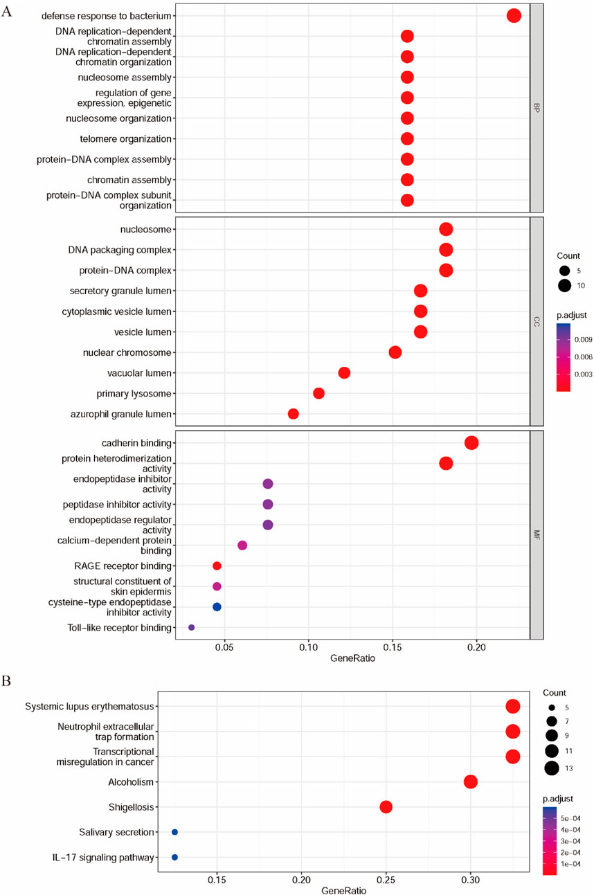 Dot plot charts showing gene ontology enrichment analysis. Panel A presents three categories: biological processes (BP), cellular components (CC), and molecular functions (MF), each displaying terms with corresponding gene ratios. Dot colors represent p.adjust values from blue to red, with dot sizes indicating count. Panel B shows enrichment pathways and gene ratios, with similar color and size coding for p.adjust values and counts.