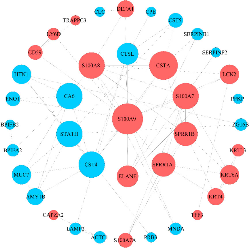 A network diagram illustrating the connections between various nodes labeled with gene names. Nodes are colored either blue or red, with varying sizes, indicating different attributes such as importance or frequency. Lines connect the nodes, suggesting interactions or relationships between the genes. Major nodes include S100A9, CSTA, and CTSL.