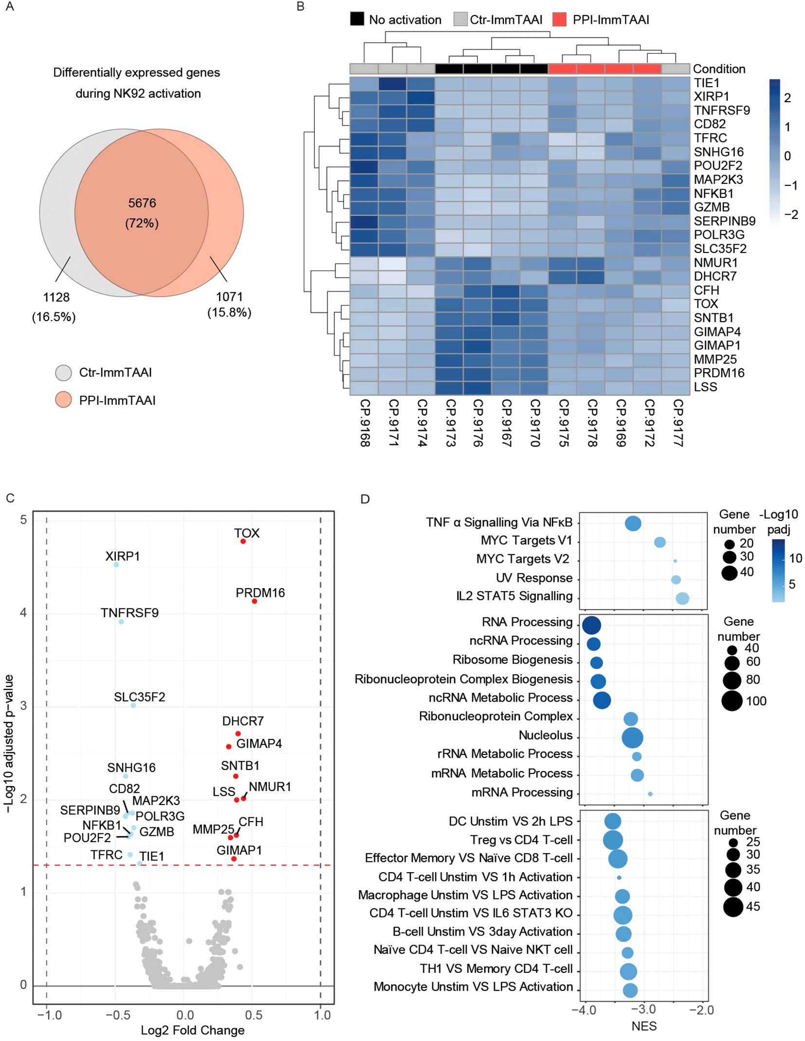 (A) Venn diagram showing overlap of differentially expressed genes during NK92 activation between Ctr-ImmTAAI and PPI-ImmTAAI, with 5,676 genes shared. (B) Heatmap of gene expression under different activation conditions, displaying a gradient from light blue (low expression) to dark blue (high expression). (C) Volcano plot illustrating gene significance, with twenty-three highlighted. (D) Dot plot showing gene set enrichment analysis, with data points sized by gene number and colored by significance, detailing pathways such as TNF-a signaling and RNA processing.