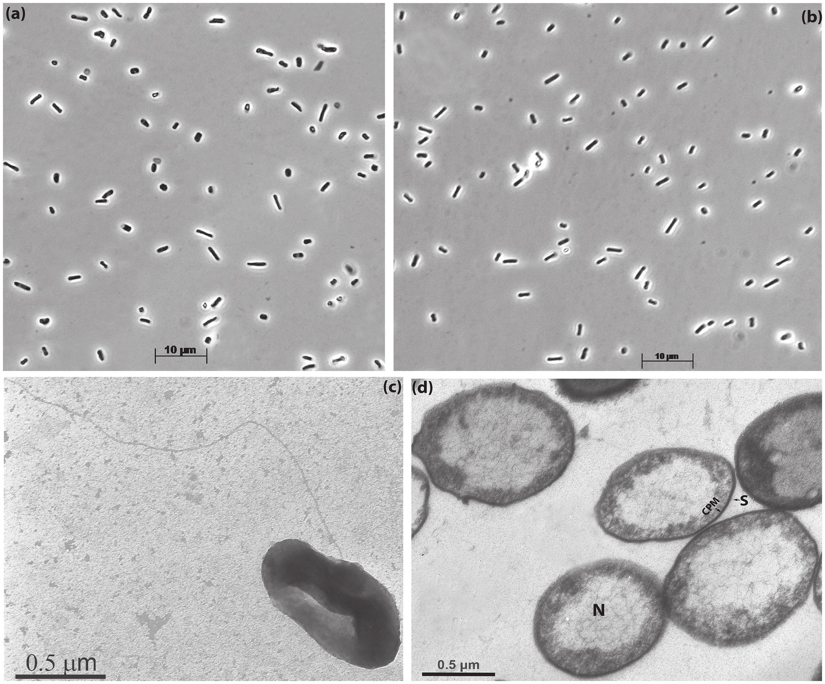 Microscopic images of archaeal cells in different views. Panels (a) and (b) show populations of rod-shaped archaea at a scale of ten micrometers. Panel (c) displays a single archaeum with a flagellum at a scale of point five micrometers. Panel (d) offers a close-up of several archaeal cells, highlighting internal structures with labels “N” and “S”, also at a scale of point five micrometers.