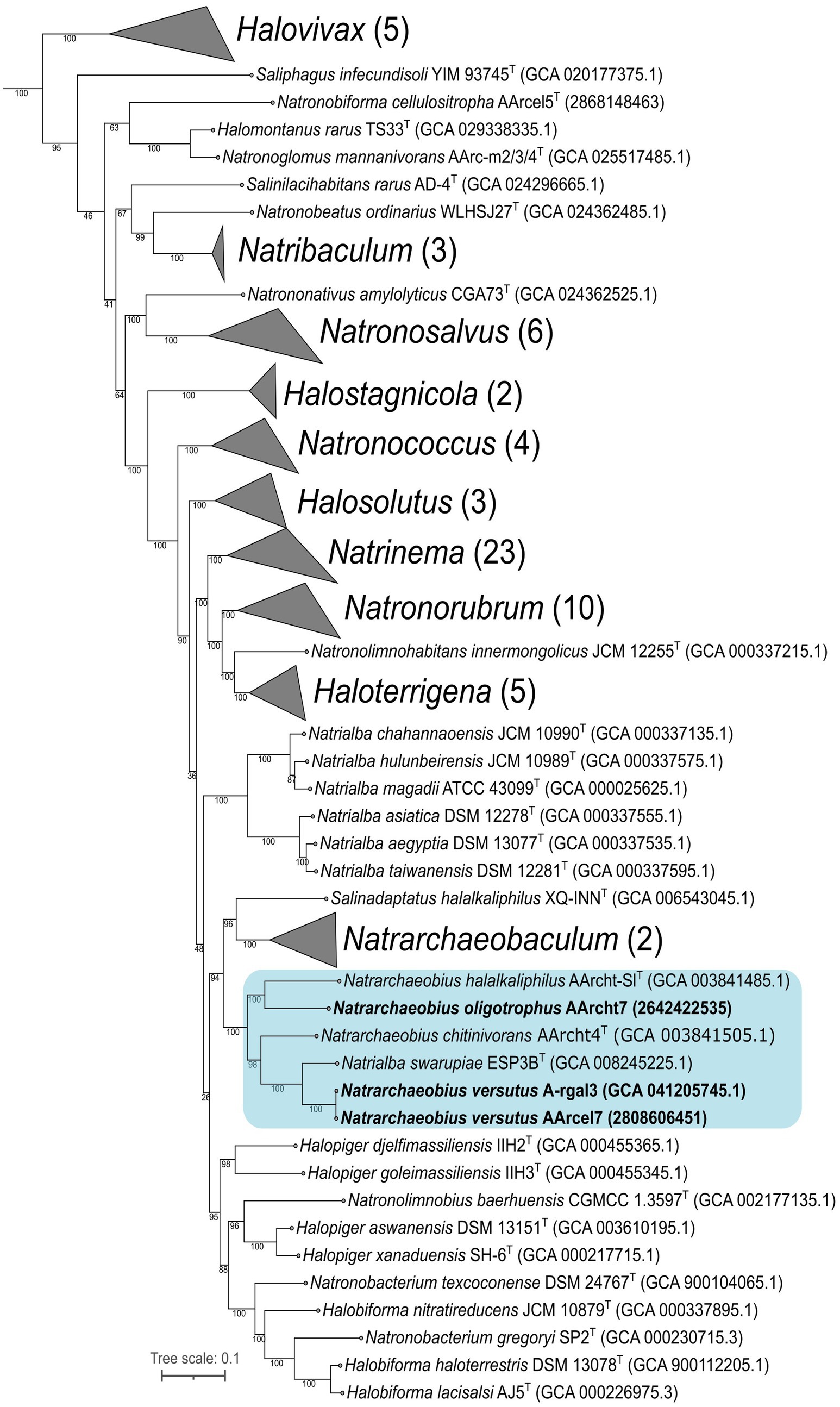 Phylogenetic tree diagram showing relationships among various halophilic archaeal genera, including Halovivax, Natribaculum, Natronosalvus, and others (family Natrialbaceae). The tree highlights clades with numbers in parentheses indicating species count. A blue-highlighted clade includes members of Natronarchaeobius genus. Bootstrap values are present, indicating node support. Tree scale is 0.1.