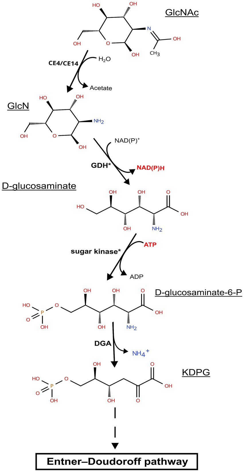 Diagram showing the metabolic pathway from GlcNAc to KDPG leading to the Entner-Doudoroff pathway. Includes chemical structures, enzymes (CE4/CE14, GDH, sugar kinase, DGA), and intermediates (GlcN, D-glucosaminate, D-glucosaminate-6-P). Each reaction involves specific catalysts and results in byproducts like acetate, NAD(P)H, and NH₄⁺.