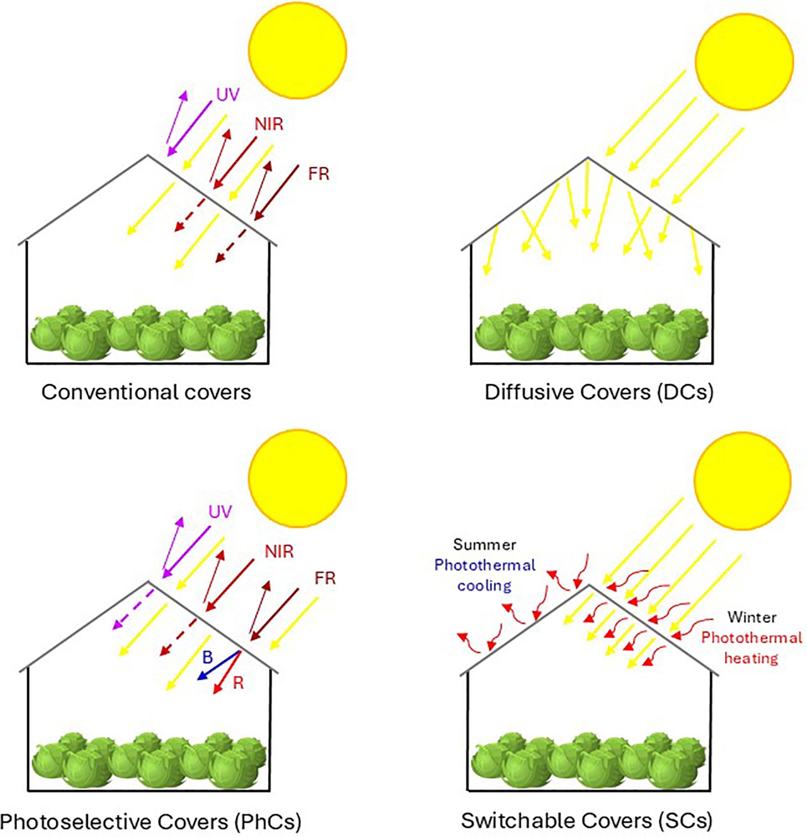 Illustration of four greenhouse models: Conventional covers do not allow UV rays to pass through. Diffusive Covers (DCs) spread sunlight evenly. Photoselective Covers (PhCs) filter specific wavelengths (B, R). Switchable Covers (SCs) provide summer cooling and winter heating through photothermal effects.