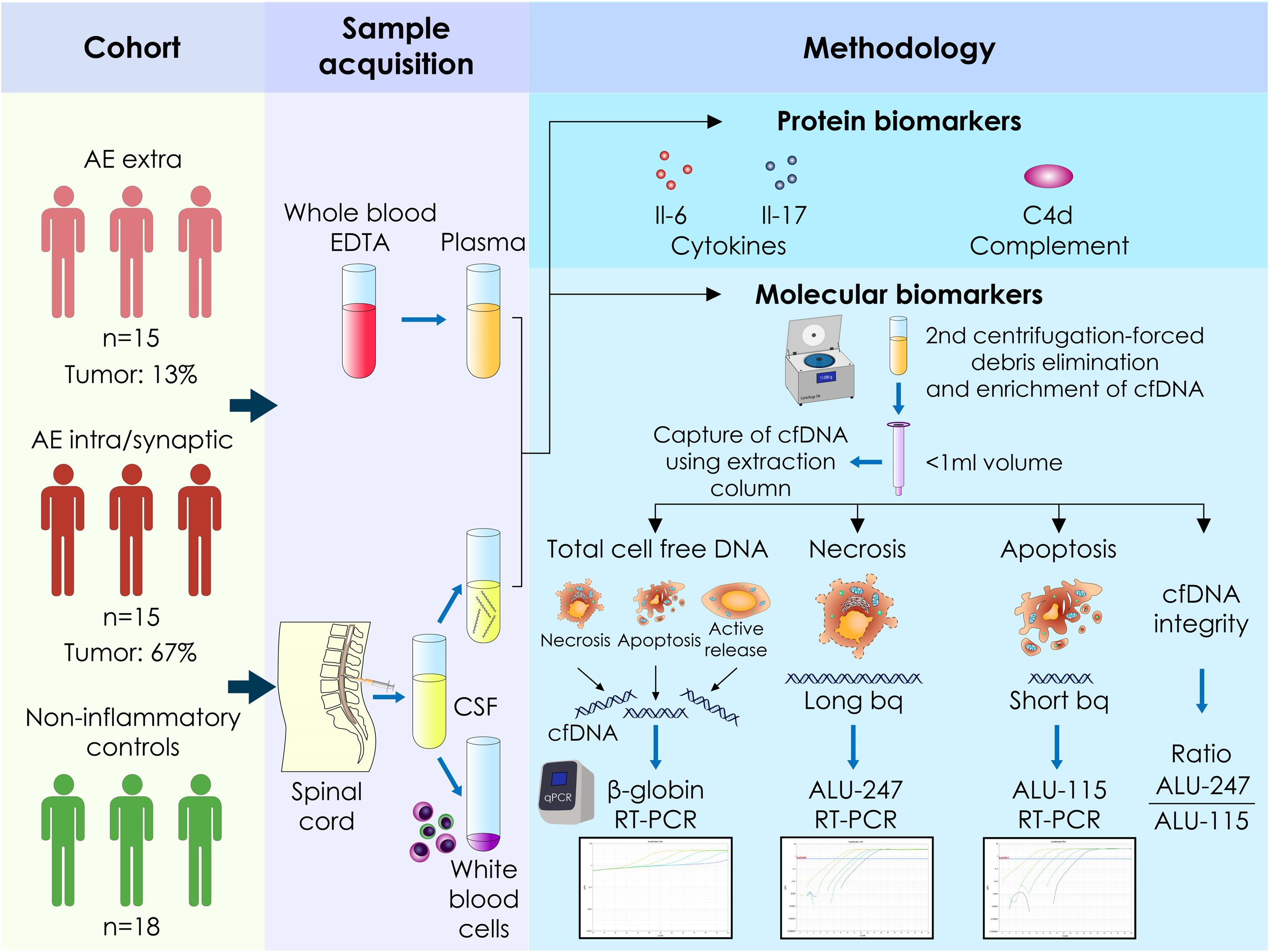 Flowchart illustrating a research methodology. It describes three cohorts: AE extra, AE intra/synaptic, and non-inflammatory controls. Sample acquisition involves whole blood and cerebrospinal fluid (CSF) collection. Methodology includes protein biomarkers (cytokines IL-6, IL-17, and complement C4d) and molecular biomarkers. Cell-free DNA (cfDNA) is captured using an extraction column, centrifugation removes debris, enriching cfDNA. Analyzing necrosis and apoptosis involves measuring cfDNA integrity using RT-PCR for β-globin, ALU-247, and ALU-115, with ratio calculations for cfDNA assessment.