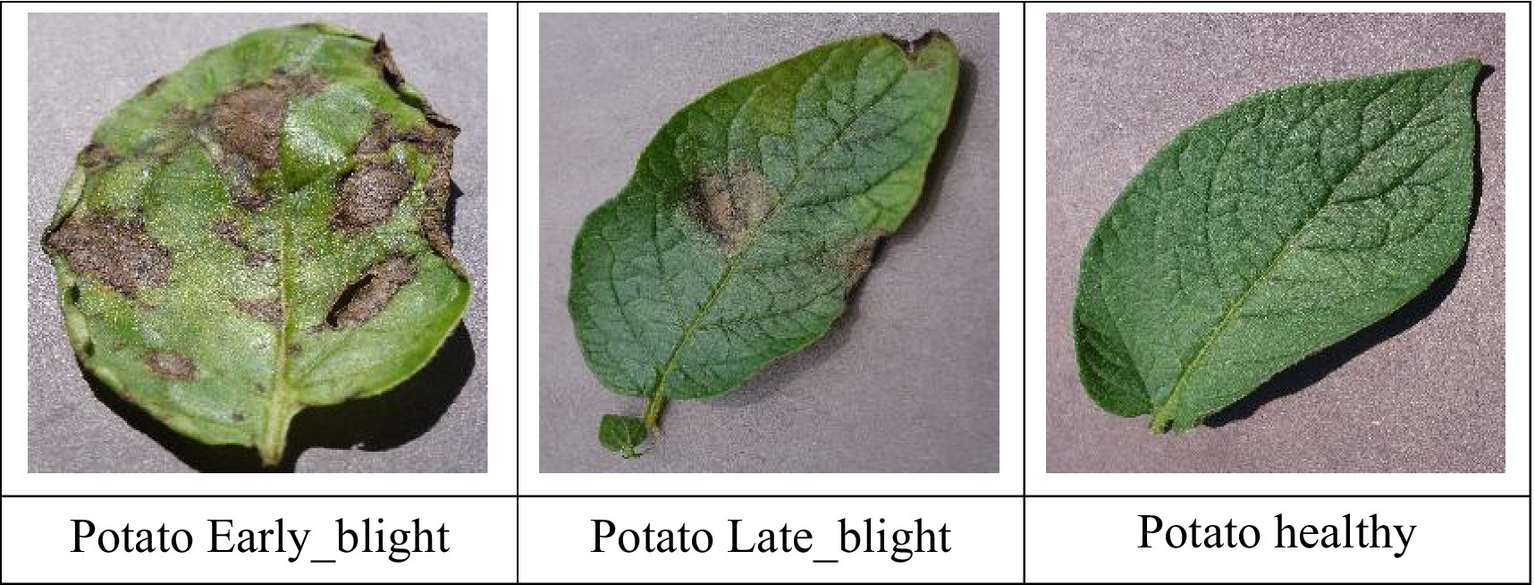 Three images of potato leaves side by side. The first leaf shows early blight with dark spots. The second leaf displays late blight with darker patches. The third leaf is healthy and green.