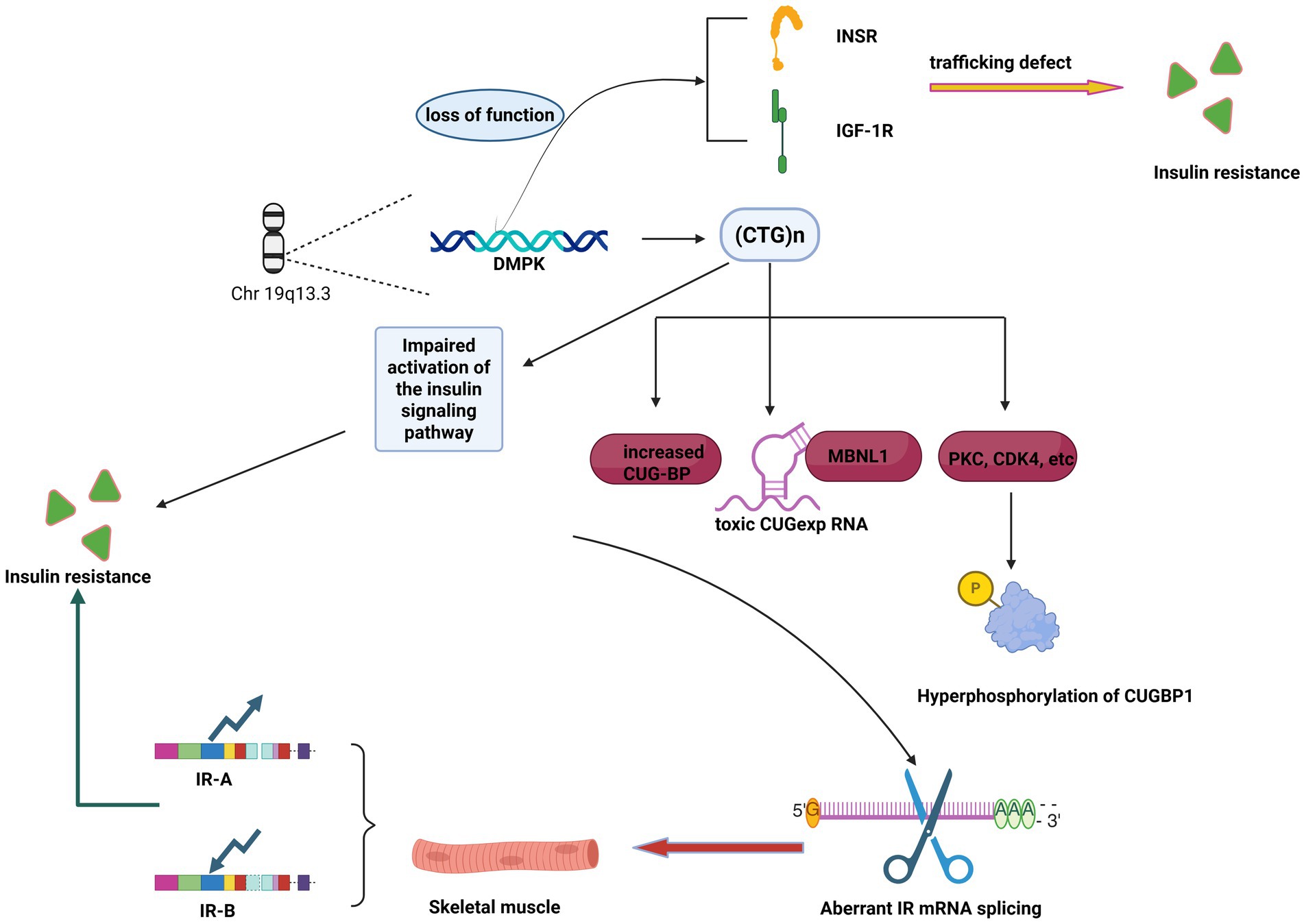Diagram illustrating the molecular mechanisms leading to insulin resistance. It highlights the role of chromosome 19q13.3, loss of function in DMPK, increased CUG-BP, and toxic CUGexp RNA. There is impaired insulin signaling due to trafficking defects in INSR and IGF-1R, leading to insulin resistance. Hyperphosphorylation of CUGBP1 and aberrant insulin receptor mRNA splicing further influence skeletal muscle's insulin resistance.
