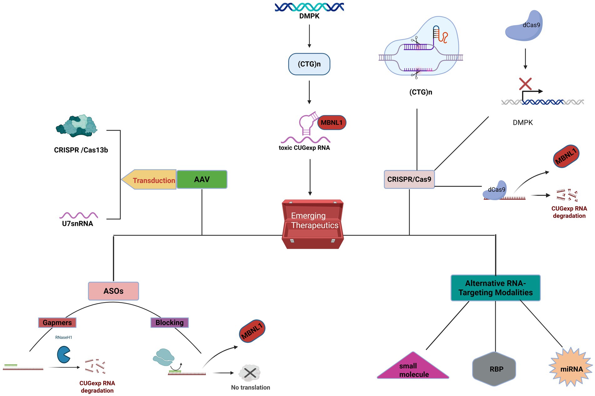 Diagram illustrating emerging therapeutics for targeting toxic CUGexp RNA in DMPK. It shows processes including CRISPR/Cas systems, AAV transduction, antisense oligonucleotides (ASOs), gapmers, small molecules, and alternative RNA-targeting modalities such as RBPs and miRNA. The diagram includes mechanisms like RNA degradation and translation blocking, emphasizing therapeutic approaches to modify DMPK and MBNL1 interactions.