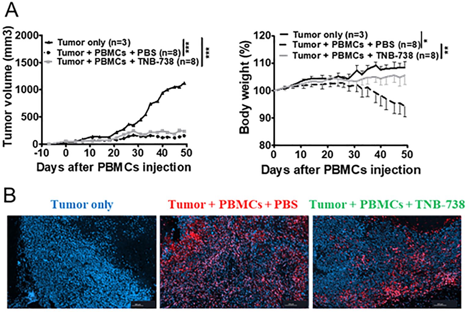 Graph A shows tumor volume and body weight over time after PBMCs injection. Tumor volume is higher in the “Tumor only” group compared to the others. Body weight shows minimal variation between groups. Image B shows three panels of tumor samples: “Tumor only” (blue), “Tumor + PBMCs + PBS” (red), and “Tumor + PBMCs + TNB-738” (green), illustrating different treatment effects.