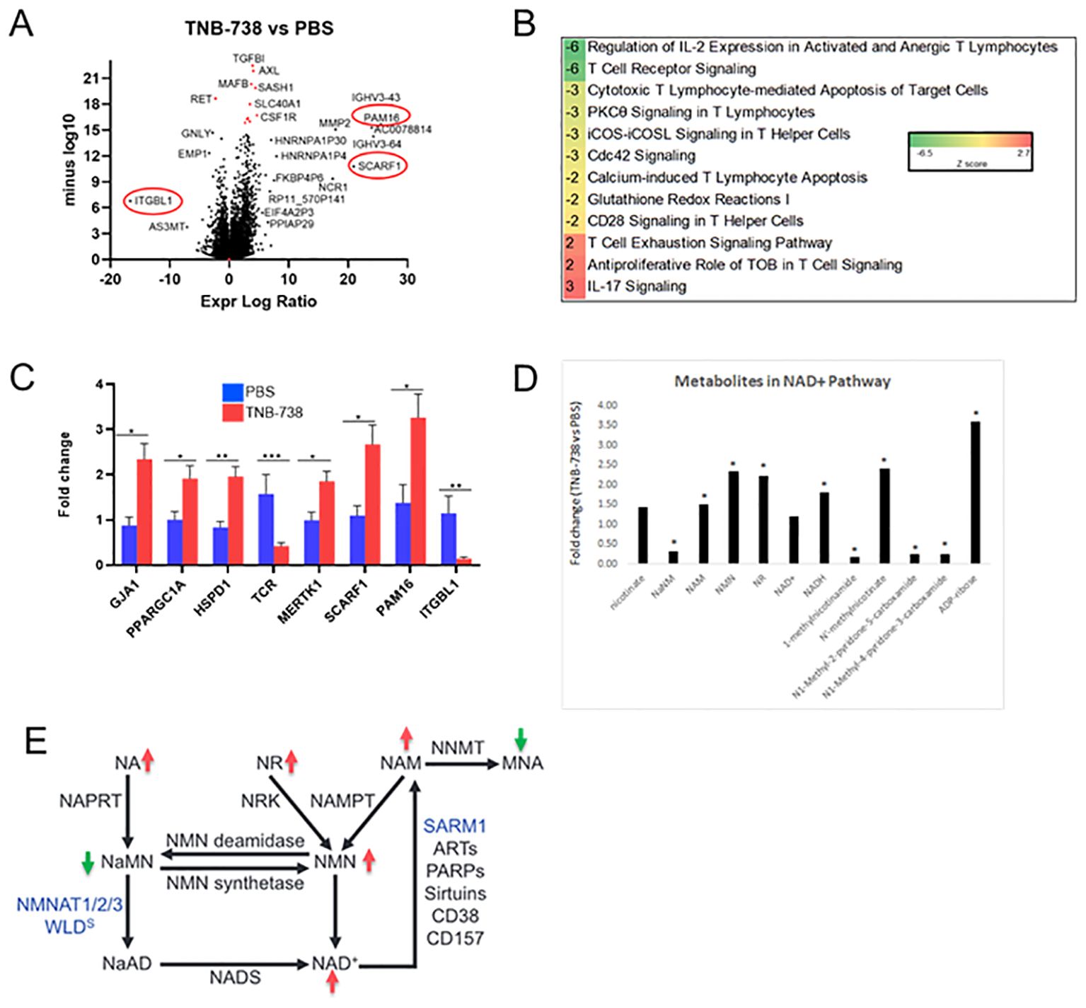 Diagram illustrating various data related to TNB-738. Panel A shows a volcano plot of TNB-738 versus PBS, highlighting genes like ITGBL1. Panel B lists gene expression regulations with corresponding Z-scores. Panel C is a bar graph displaying fold changes of specific genes between PBS and TNB-738, with significant increases marked in most genes for TNB-738. Panel D presents a bar graph of fold changes in NAD+ pathway metabolites between TNB-738 and PBS. Panel E depicts a biochemical pathway diagram of NAD+ metabolism, showing increases and decreases in specific areas.