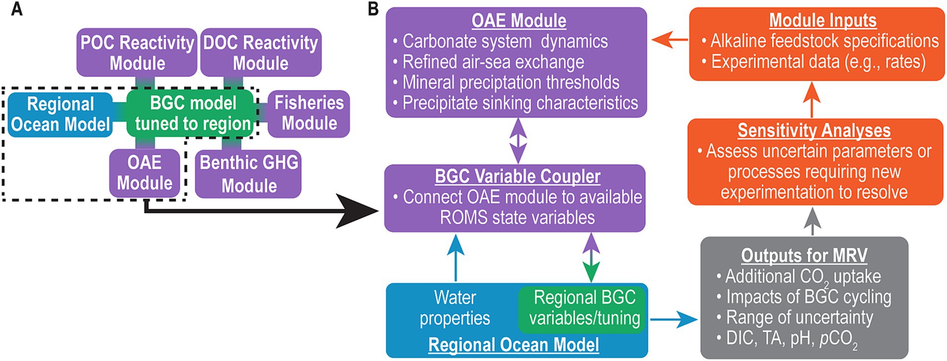 Flowchart depicting a biogeochemical model tuned to a region. Panel A consists of modules: Regional Ocean Model, POC Reactivity, DOC Reactivity, Fisheries, OAE, and Benthic GHG. Panel B describes the OAE Module detailing carbonate system dynamics, air-sea exchange, and connecting to the BGC Variable Coupler. It includes inputs like alkaline feedstock and experimental data, and outputs such as additional CO₂ uptake and impacts of BGC cycling. Sensitivity analyses assess uncertain parameters.