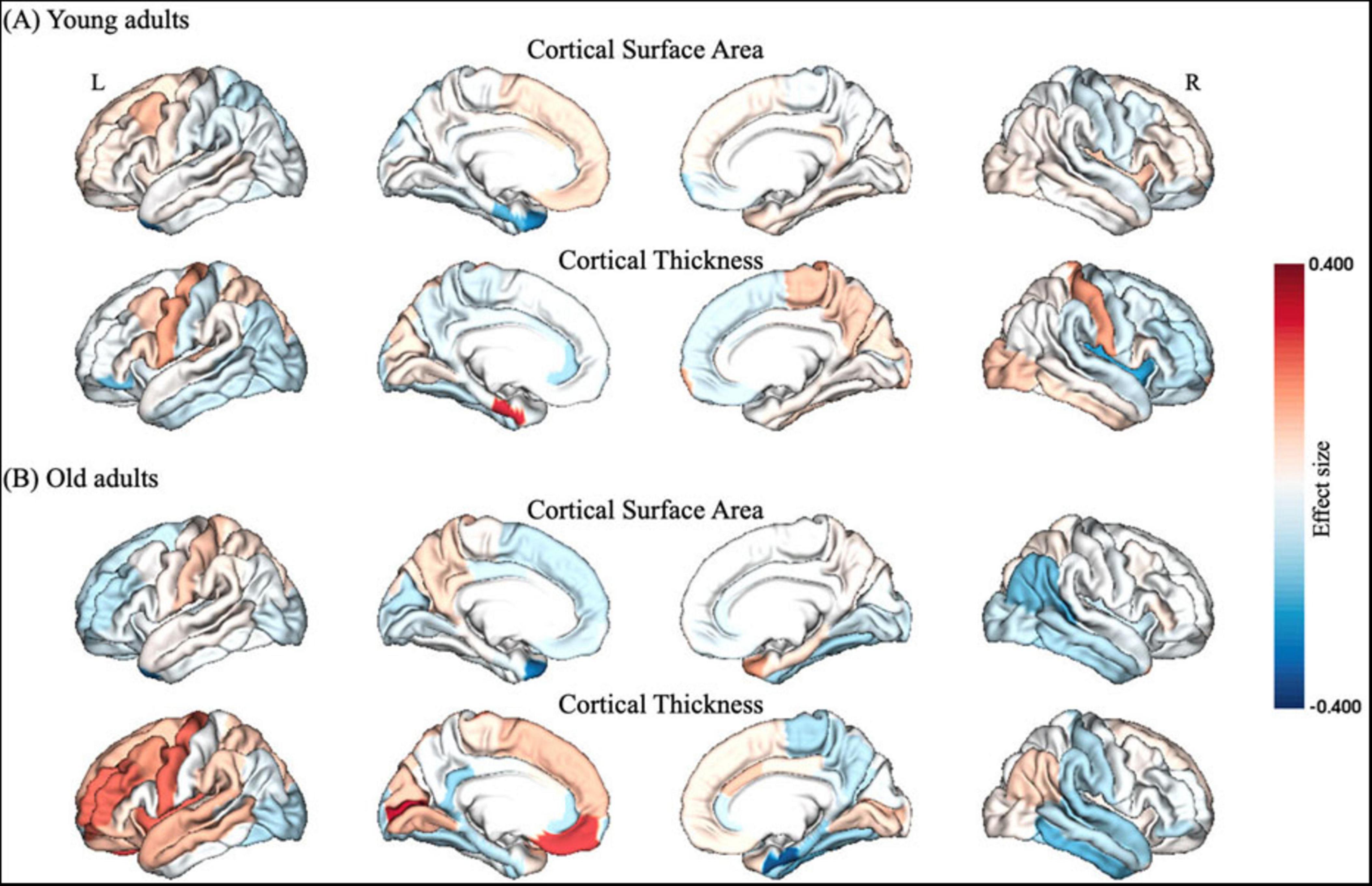 Illustration showing the differences in cortical surface area and cortical thickness in young adults (A) and old adults (B). The images depict brain sections from left (L) to right (R), with a color scale indicating effect sizes from negative (blue) to positive (red) values. Young adults show distribution variances in both surface area and thickness, while old adults exhibit differing patterns. The color scale ranges from negative 0.400 to positive 0.400, demonstrating variation in cortical attributes between the groups.