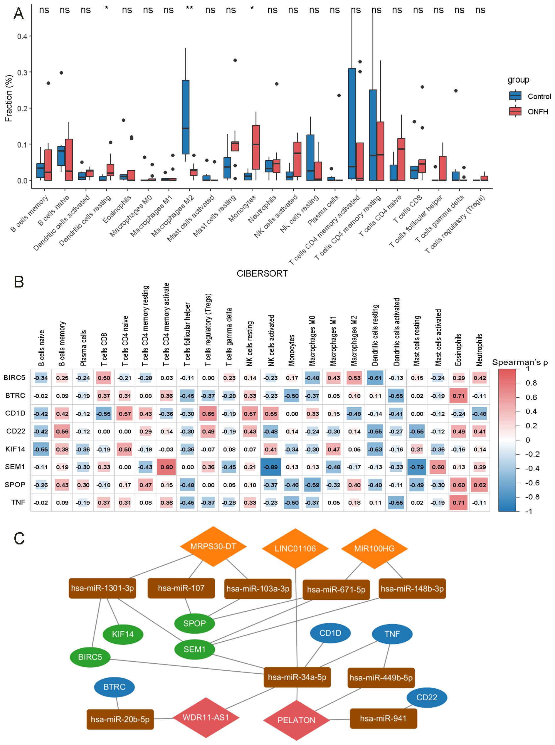 A panel with three parts: A) A box plot compares cell fractions in two groups - control (blue) and ONFH (red). B) A heatmap shows correlations between gene expressions and cell types, with a color scale from blue to red. C) A network diagram illustrates interactions among biomarkers, microRNAs, and genes, represented by various shapes and colors.