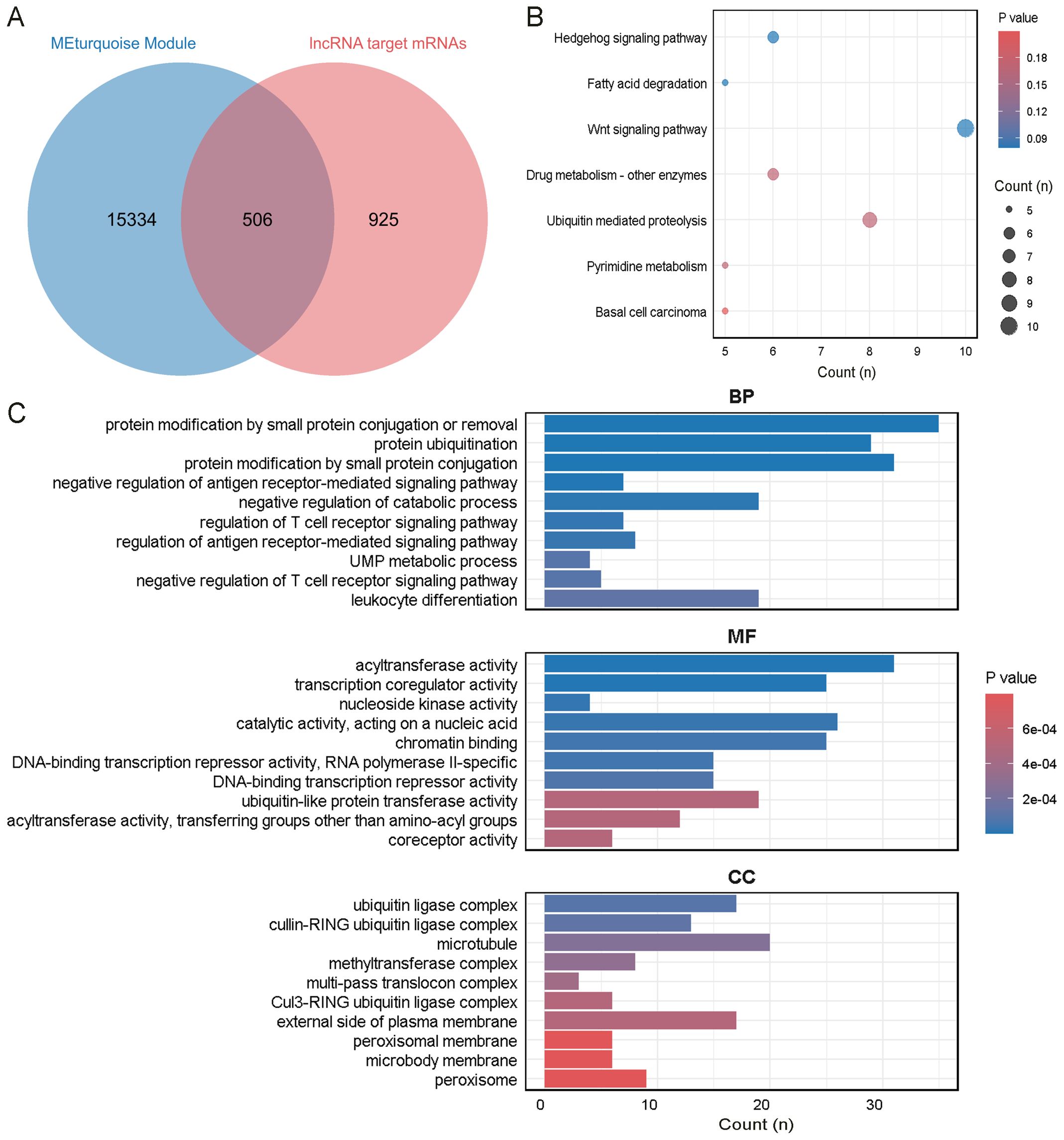 A composite image features three sections: A shows a Venn diagram with blue and pink circles overlapping, representing 15,334 MEturquoise module mRNAs, 925 lncRNA target mRNAs, and an intersection of 506. B is a bubble chart depicting pathways like Hedgehog signaling and Wnt signaling, with bubble size indicating count and color representing P-value. C includes bar charts for biological processes (BP), molecular functions (MF), and cellular components (CC), highlighting activities such as protein ubiquitination and acyltransferase activity, with bars colored by P-value.