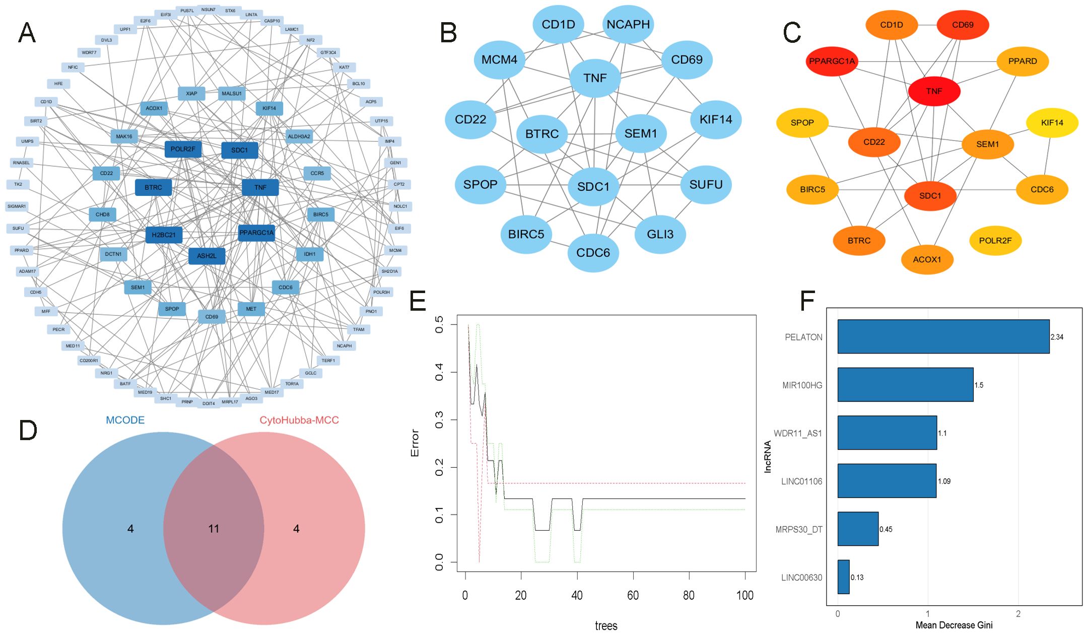 A series of interconnected network diagrams and graphs displaying gene and protein interactions, analysis, and data visualizations. Panel A shows a complex network with numerous nodes and connections. Panel B simplifies a subset of interactions. Panel C highlights key nodes using a gradient color scale. Panel D presents a Venn diagram showing overlap between two analysis methods, MCODE and CytoHubba-MCC. Panel E features a line graph of error rates versus tree numbers. Panel F is a bar chart ranking lncRNAs by Mean Decrease Gini values.