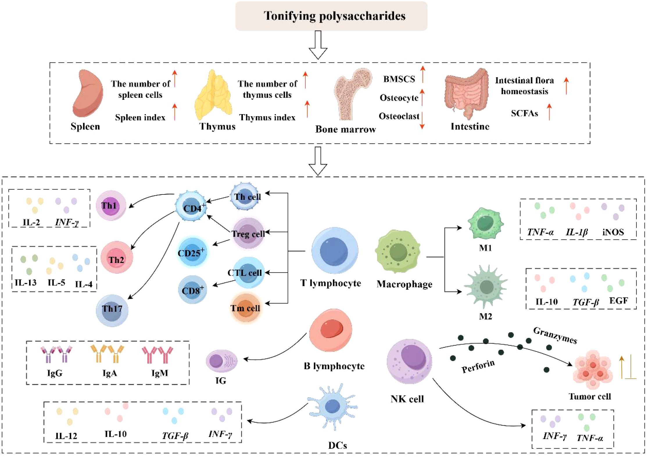 Diagram illustrating the effects of tonifying polysaccharides on various immune cells and organs. Arrows indicate increased cell numbers and activity in the spleen, thymus, bone marrow, and intestine. T lymphocytes differentiate into various cells, including Th, Treg, and CTL cells, influencing cytokine production. Macrophages (M1, M2) and B lymphocytes interact with NK cells to target tumor cells. Cytokines such as IL-2, INF-γ, and TNF-α are involved, with perforin and granzymes depicted in the immune response.