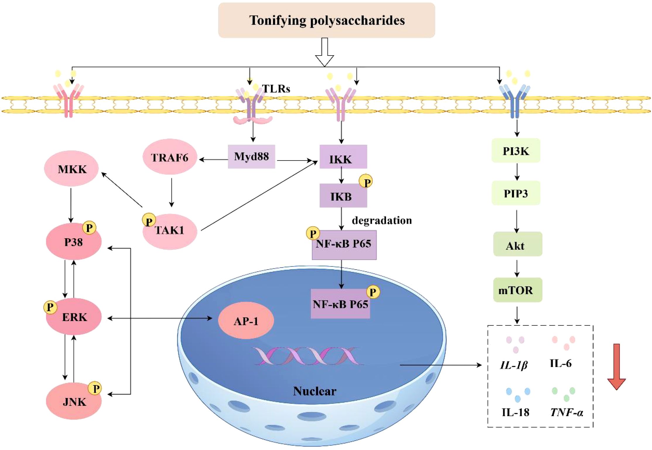 Diagram illustrating the signal transduction pathways activated by tonifying polysaccharides through TLRs. It shows pathways involving Myd88, TRAF6, IKK, and others leading to nuclear transcription factors like NF-kB P65 and AP-1. Additionally, it depicts the PI3K/AKT/mTOR pathway, resulting in cytokines such as IL-1β, IL-6, IL-18, and TNF-α. The image emphasizes inflammatory and immune response mechanisms.