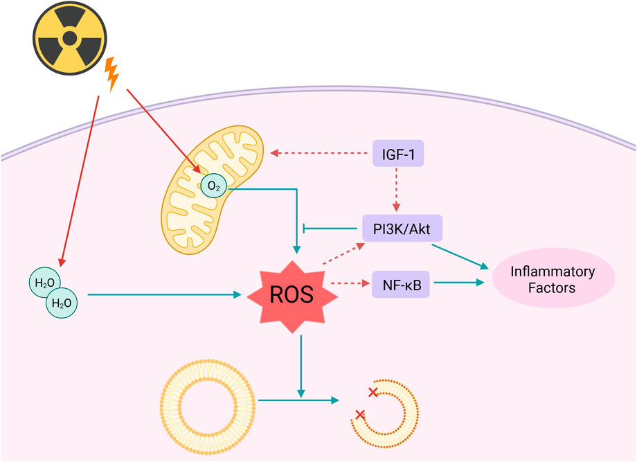 Diagram illustrating the impact of radiation on cellular processes. Radiation triggers mitochondrial reactive oxygen species (ROS) production, affecting pathways involving IGF-1, PI3K/Akt, and NF-kB. These pathways lead to inflammatory factors and influence cellular structures.