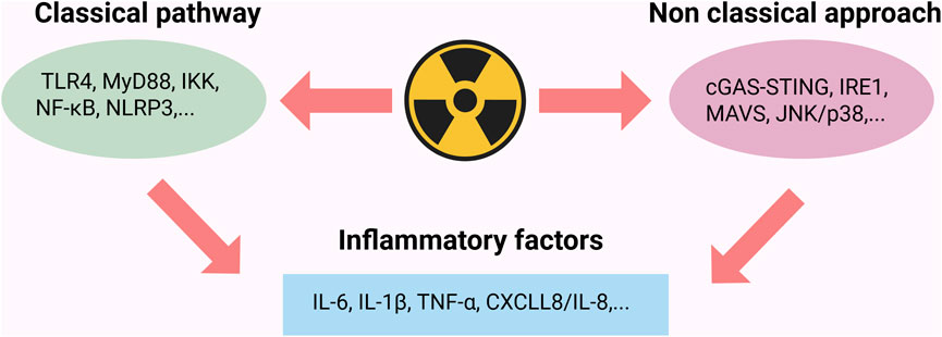 Diagram showing two pathways triggered by radiation. The classical pathway, labeled with TLR4, MyD88, IKK, NF-κB, NLRP3, and the non-classical approach, labeled with cGAS-STING, IRE1, MAVS, JNK/p38, both lead to inflammatory factors including IL-6, IL-1β, TNF-α, CXCL8/IL-8.