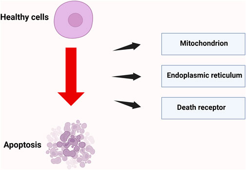 Diagram showing a process from healthy cells to apoptosis. A large red arrow points from a healthy cell to apoptosis, represented by disintegrated cell structures. Three black arrows indicate pathways via mitochondrion, endoplasmic reticulum, and death receptor.