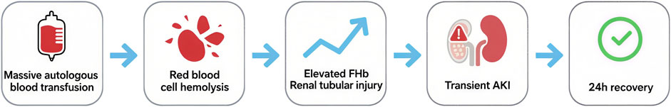 Flowchart depicting a medical process: Massive autologous blood transfusion leads to red blood cell hemolysis, causing elevated free hemoglobin and renal tubular injury, resulting in transient acute kidney injury, followed by 24-hour recovery.