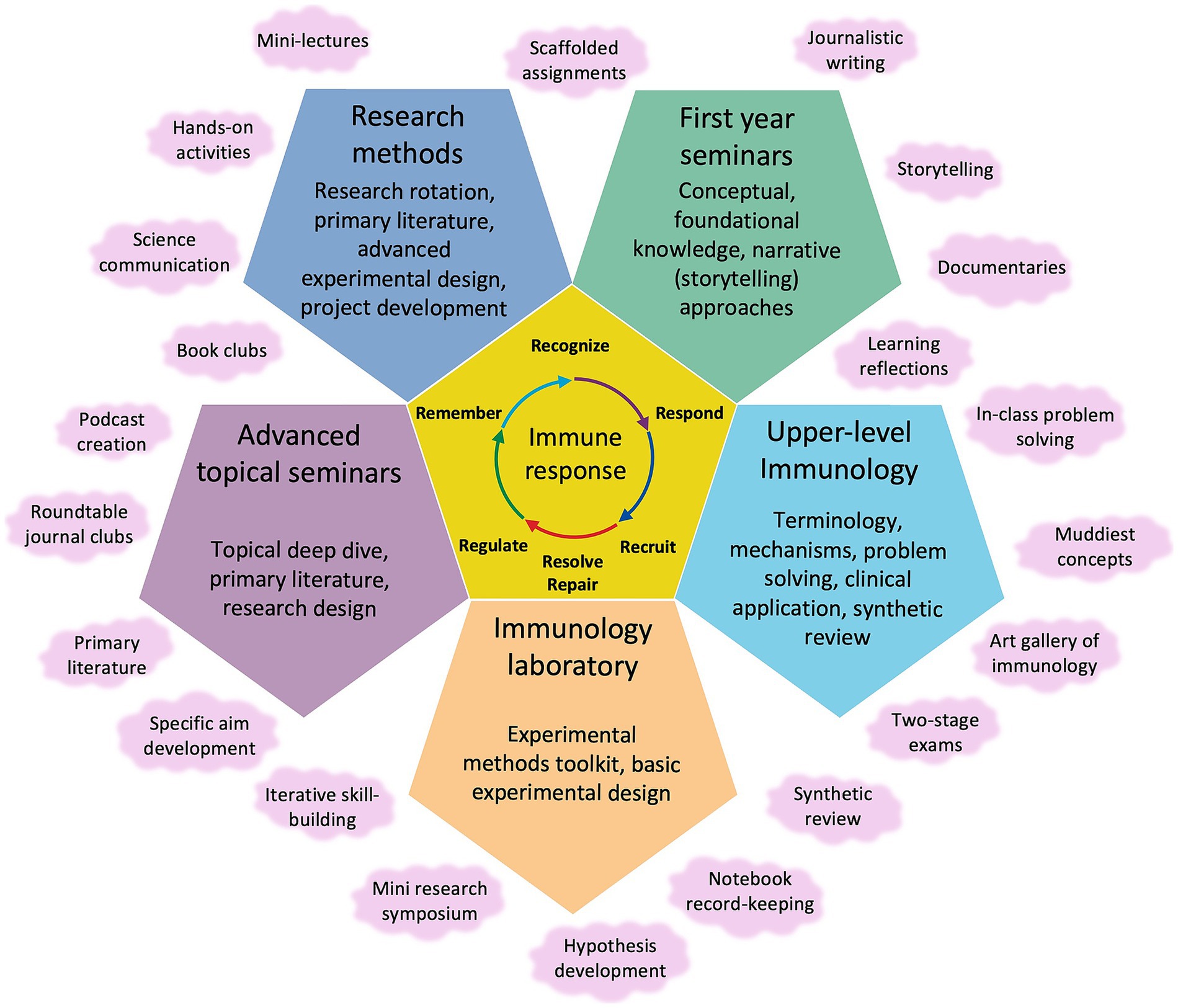 Diagram of an educational framework centered around “Immune response,” featuring five sections: First year seminars, Upper-level Immunology, Immunology laboratory, Advanced topical seminars, and Research methods. Each section lists activities, such as research rotation, narrative approaches, problem solving, experimental methods, and deep dives. Surrounding are additional activities like mini-lectures, storytelling, and hypothesis development. The core concepts of the immune response include recognizing, responding, recruiting, remembering, regulating, resolving, and repairing.