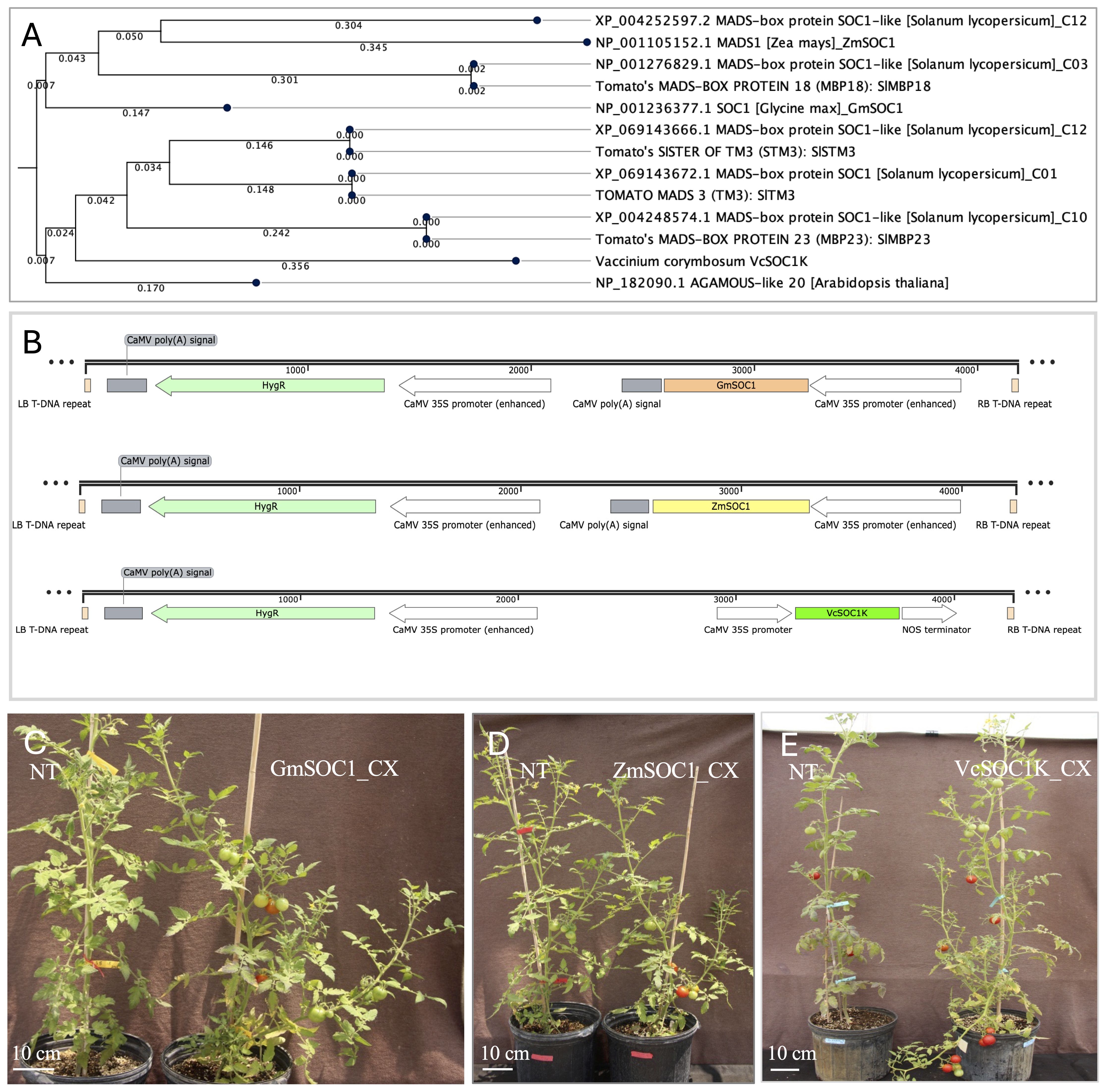 Illustration displaying genetic and plant diagrams. Panel A shows a phylogenetic tree with lines and labels for different gene sequences from various plant species. Panel B presents three schematic diagrams of T-DNA constructs, labeled GmSOC1, ZmSOC1, and VcSOC1, featuring components like CaMV 35S promoter and HygR. Panels C, D, and E depict tomato plants in pots, labeled NT, GmSOC1_CX, ZmSOC1_CX, and VcSOC1_CX, indicating different genetic modifications. Each pot has a scale indicating 10 centimeters.