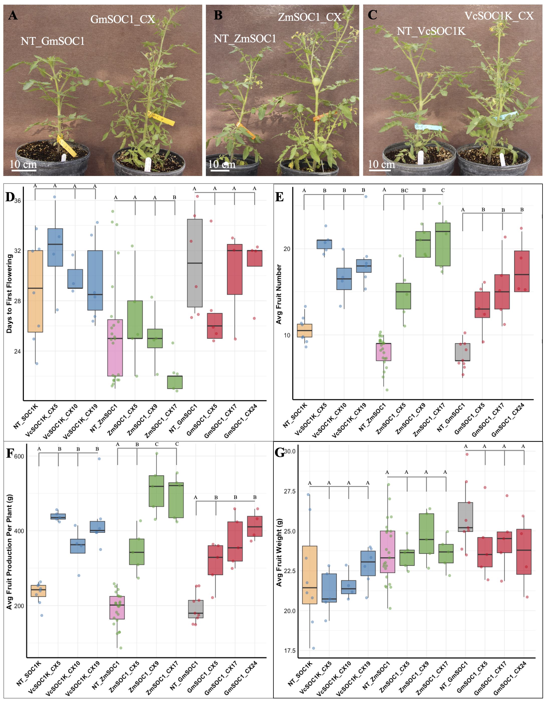 Three images of plants labeled A, B, and C show different plant varieties in pots with measurement scales. These are followed by four box plot graphs, labeled D, E, F, and G. Graph D displays days to first flowering; E shows average fruit number; F illustrates average fruit production per plant in grams; G shows average fruit weight in grams. Each graph compares different plant varieties with various color codes and statistical annotations.