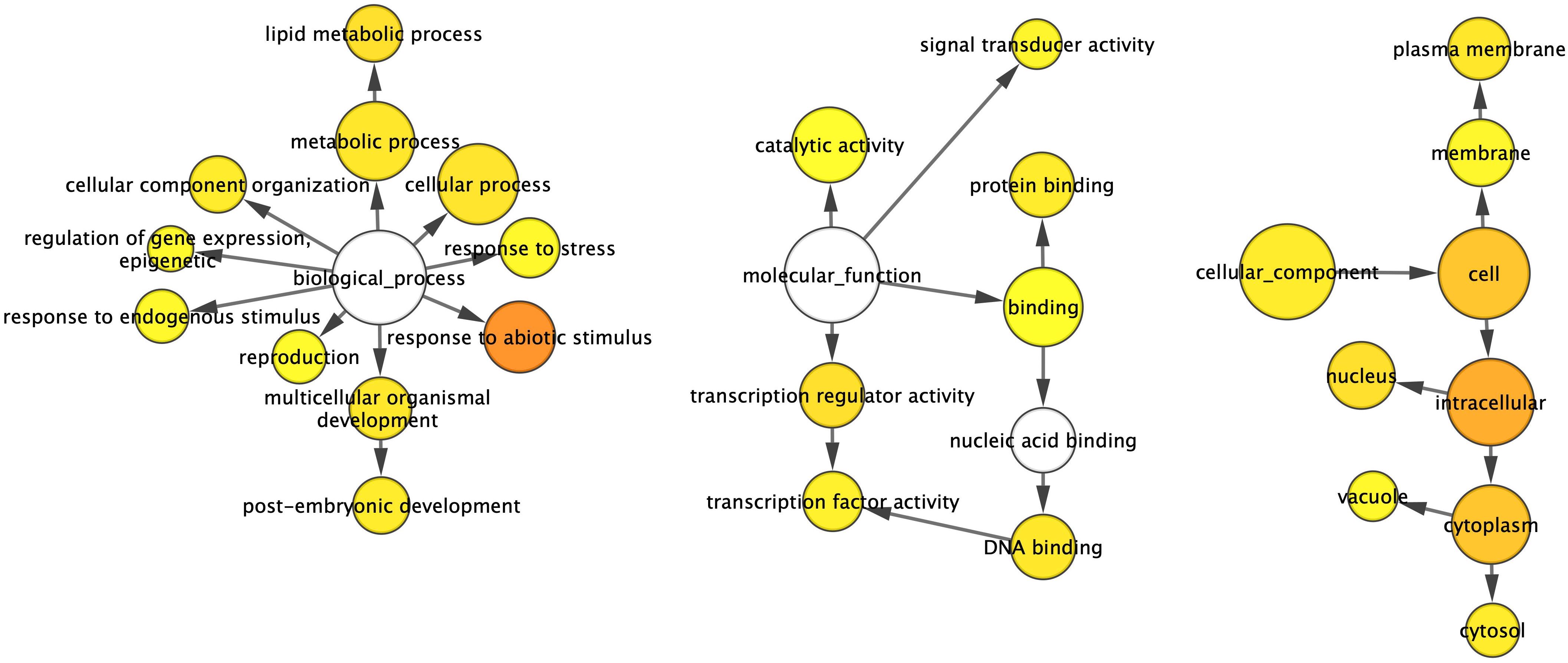 Diagram depicting biological processes, molecular functions, and cellular components. Left: Biological process node with branches to metabolic, cellular, and stress response processes. Center: Molecular function node linking to catalytic and binding activities. Right: Cellular component node connects to cell structures like plasma membrane, nucleus, and cytoplasm. Nodes are color-coded, indicating relationships.