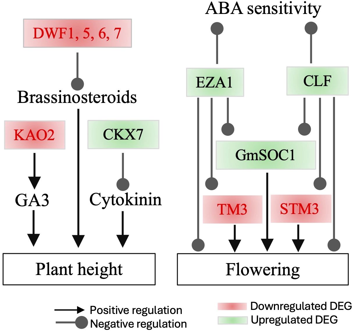Diagram illustrating the regulation of plant height and flowering. On the left, DWF1, 5, 6, 7 negatively regulate brassinosteroids, and KA02 positively regulates GA3, affecting plant height. CKX7 positively regulates cytokinin. On the right, ABA sensitivity involves EZA1 and CLF negatively regulating GmSOC1. TM3 and STM3 negatively affect flowering. Red indicates downregulated differentially expressed genes, while green indicates upregulated ones. Arrows denote positive regulation; circles denote negative regulation.