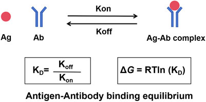 Antigen-antibody binding equilibrium diagram. Ag (antigen) and Ab (antibody) form an Ag-Ab complex. Forward reaction rate is Kon, reverse is Koff. Equilibrium constant \( K_D = \frac{K_{off}}{K_{on}} \). Gibbs free energy equation: \( \Delta G = RT \ln (K_D) \).