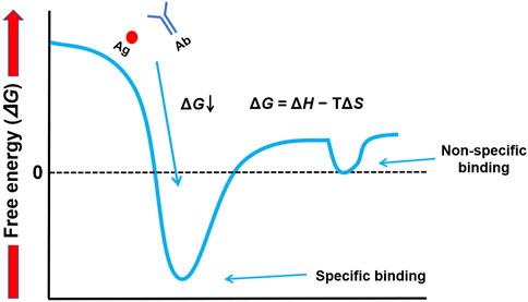 Graph showing free energy changes in antigen-antibody interactions. The y-axis represents free energy (\(ΔG\)), and the x-axis shows binding states. Initial binding leads to decreased free energy, depicted by a downward arrow. Equation \(ΔG = ΔH - TΔS\) is included. Specific binding shows a deeper energy well compared to non-specific binding.