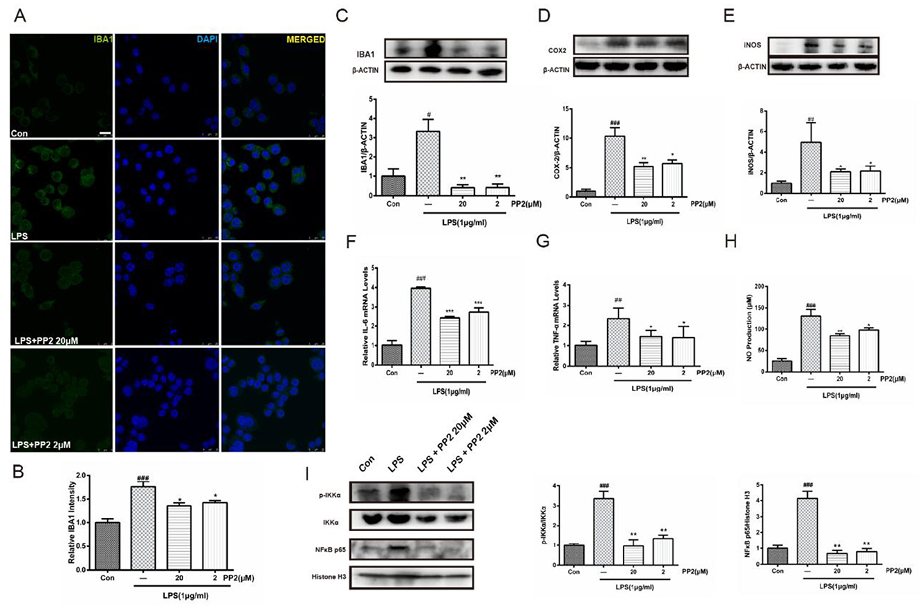 Panel A shows immunofluorescence staining of cells with IBA1 and DAPI markers. B is a bar graph of relative IBA1 intensity under different conditions: Con, LPS, and LPS with PP2. Panels C, D, and E include western blots and corresponding graphs showing protein levels of IBA1, COX2, and iNOS, normalized to β-ACTIN. F and G present bar graphs of IL-6 and TNF? mRNA levels. H shows a bar graph for NO production. Panel I presents western blots of signaling proteins p-IKKα, IKKα, NF-κB p65, and Histone H3, with accompanying graphs.