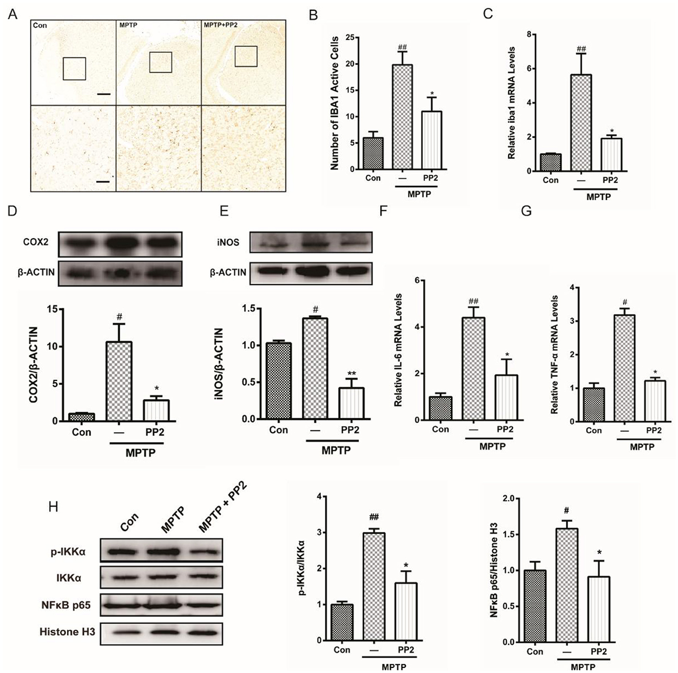 Panel of figures illustrating various experimental results related to MPTP and PP2 treatments. Panel A shows histological images with insets of brain sections. Panels B to G display bar graphs quantifying IBA1 active cells, mRNA levels of Iba1, COX2, iNOS, IL-6, and TNF-α, showing differing levels across control, MPTP, and MPTP+PP2 groups. Panel H includes Western blot images for proteins p-IKKα, IKKα, NFκB p65, and Histone H3, with accompanying bar graphs indicating protein expression levels across the same groups.