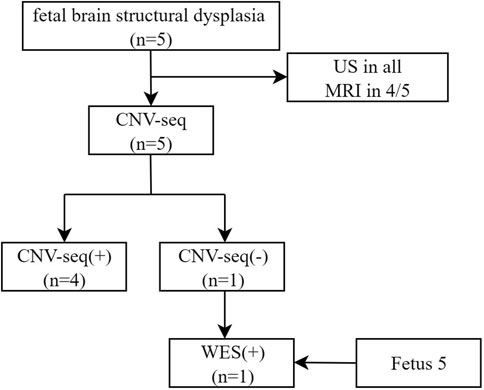 Flowchart depicting the analysis of fetal brain structural dysplasia in five cases. All underwent CNV-seq; four were CNV-seq positive. One was CNV-seq negative, followed by WES, resulting in one WES positive. MRI conducted in four out of five cases.