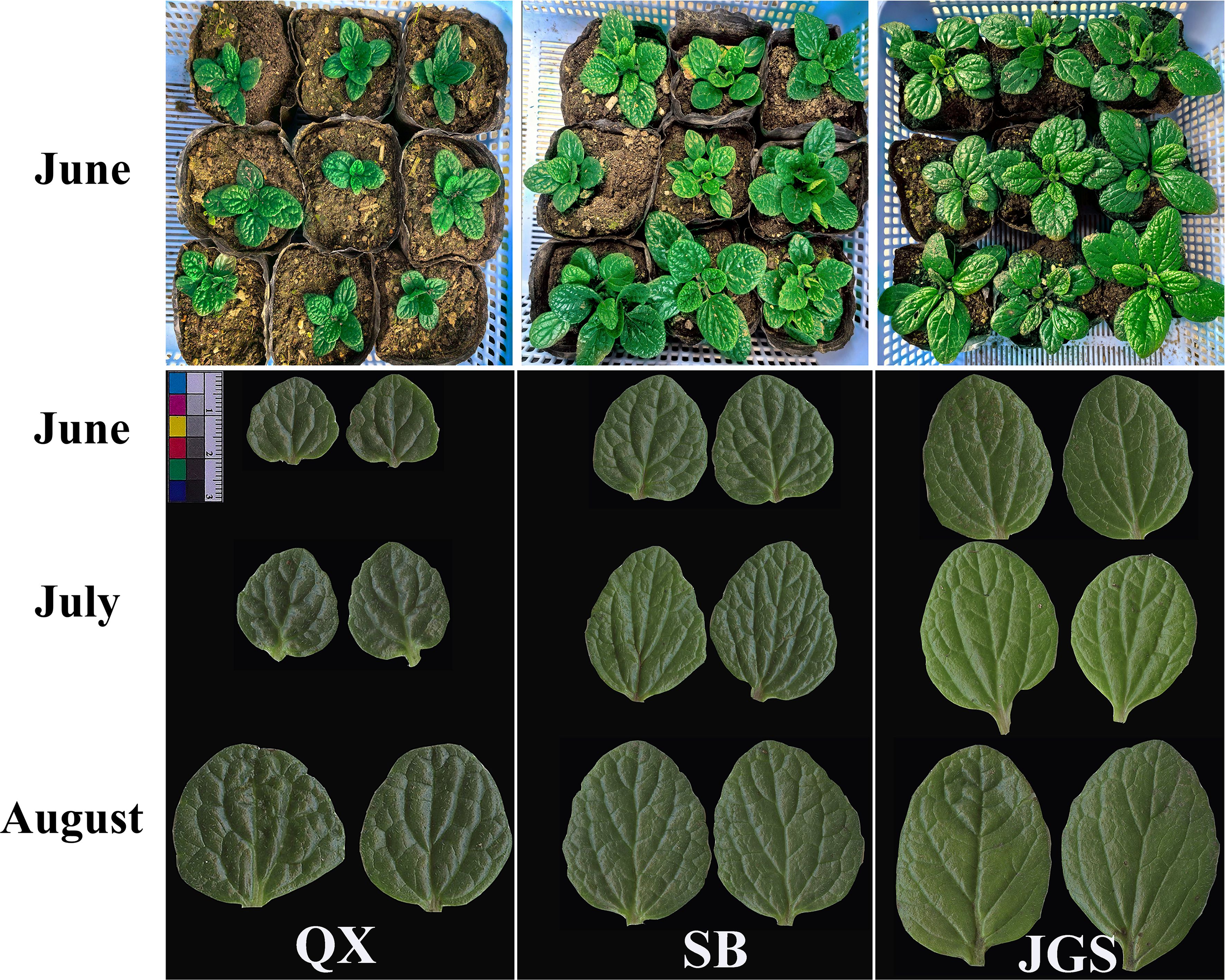 Potted plants with green leaves in sets of nine progressively grow from June to August. Below, close-up leaf images from varieties labeled QX, SB, and JGS are shown for June, July, and August.