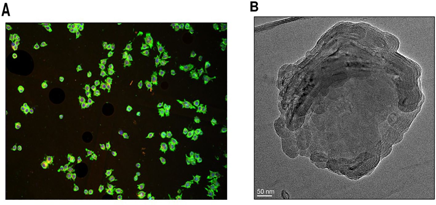 Panel A shows a fluorescent microscopy image with numerous green-stained cells scattered on a dark background. Panel B presents a high-resolution transmission electron microscopy image of a single, detailed nanostructure with layered textures.