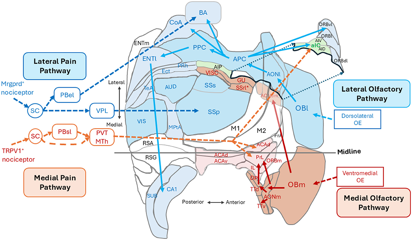 Diagram mapping neural pathways, including lateral and medial pain pathways in blue and orange, and olfactory pathways in light blue and red. Labels indicate specific brain regions, with annotations for directionality using arrows.