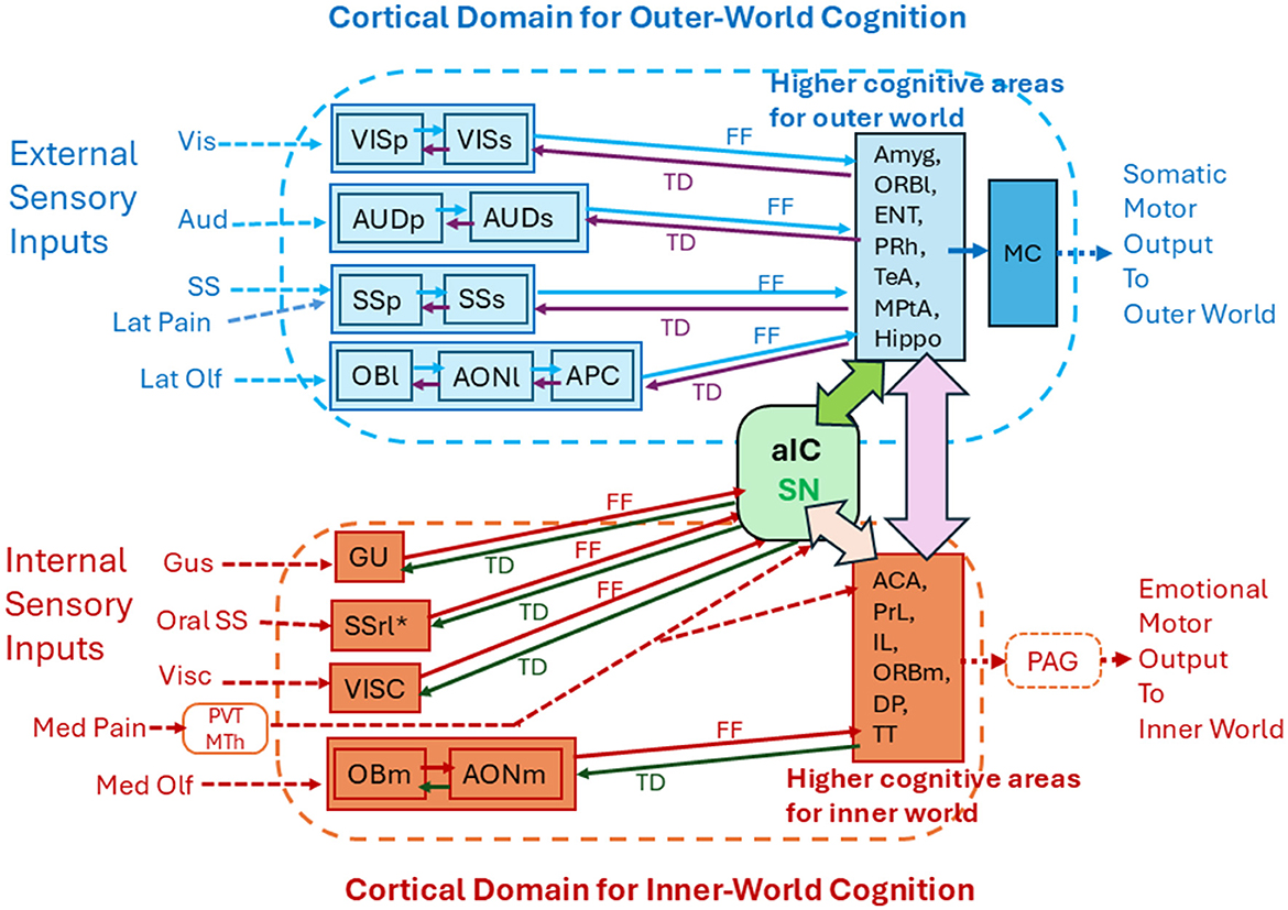 Diagram illustrating cortical domains for cognition. It shows external sensory inputs (visual, auditory, somatosensory, lateral pain, lateral olfactory) feeding into higher cognitive areas for the outer world, linked to somatic motor output. Internal sensory inputs (gustatory, oral somatosensory, visceral, medial pain, medial olfactory) connect to higher cognitive areas for the inner world, linked to emotional motor output. Key structures like aIC, SN, MC, and PAG are highlighted, with pathways marked as feedforward (FF) and top-down (TD).