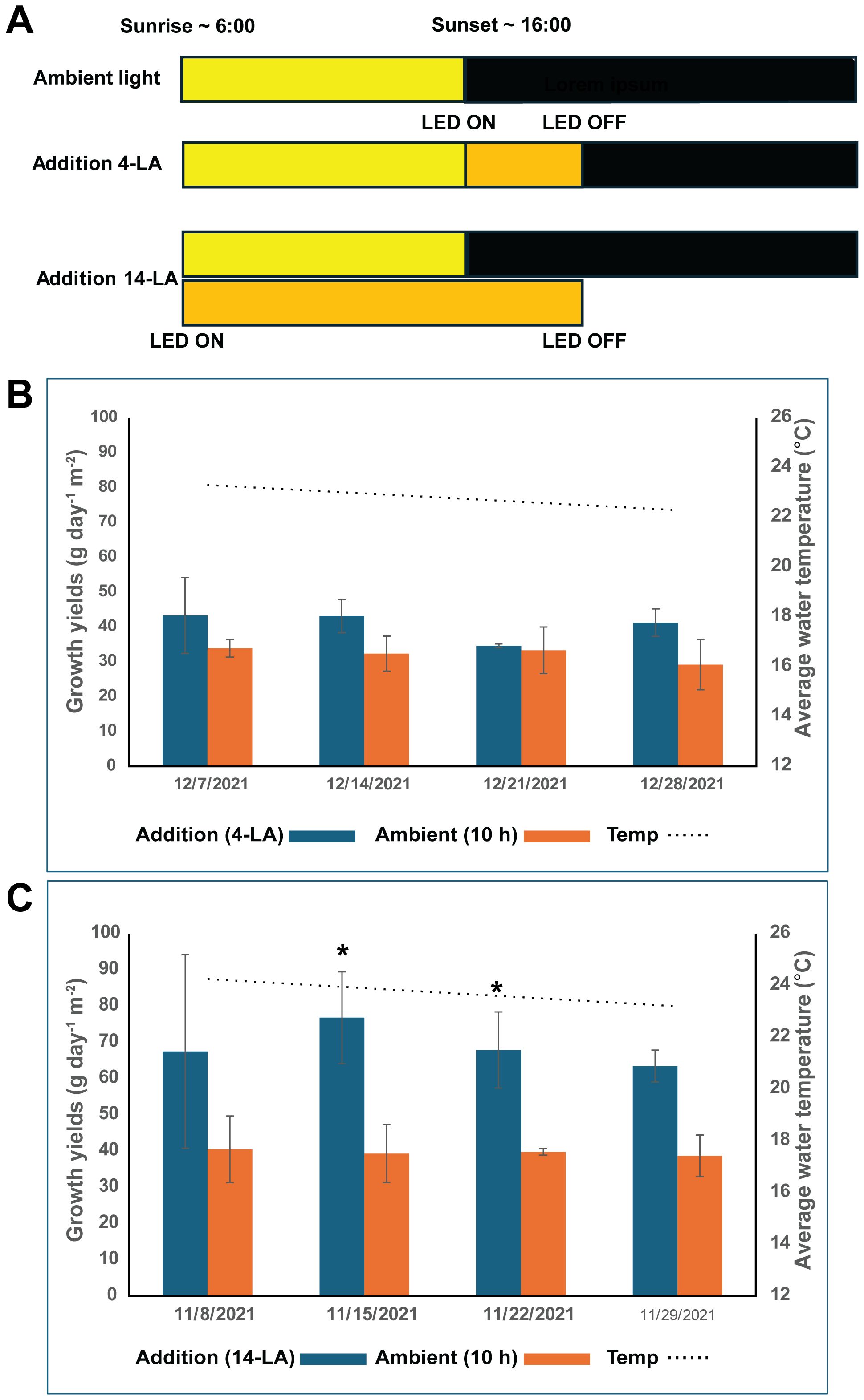 Diagram A shows a timeline for ambient light and LED illumination during sunrise and sunset. Bar graphs B and C display growth yields and average watertemperature across various dates. B compares yields with LED addition (4-LA) and ambient light on specified December 2021 dates. C compares the same factors except light addition is for 14 hours. November 2021 dates. Growth yields are shown in grams per day per square meter, and temperature is in degrees Celsius. Differences are noted with asterisks.