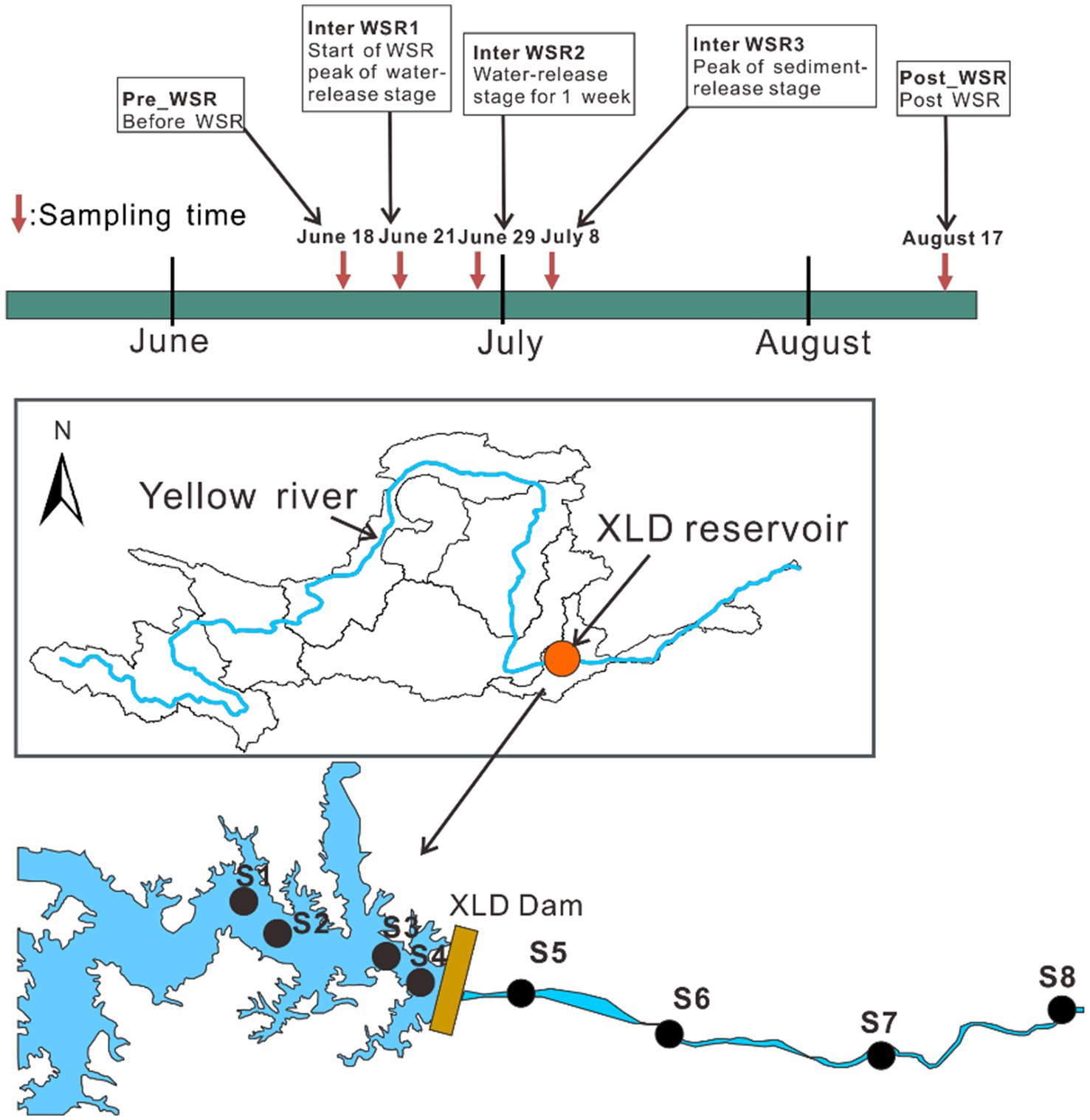 Diagram depicting the water and sediment release stages from the XLD Reservoir along the Yellow River. Sampling times are marked from June to August, with key stages labeled: Pre-WSR, Inter WSR1, Inter WSR2, Inter WSR3, and Post-WSR. A map shows the XLD Reservoir's location, detailing sampling sites S1 to S8 along the river downstream of the XLD Dam.
