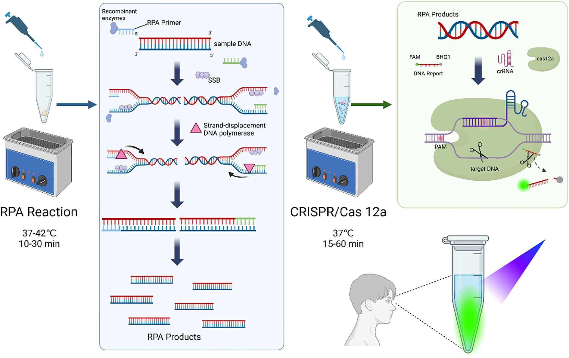 Illustration depicting a two-step molecular process including RPA Reaction and CRISPR/Cas 12a. On the left, RPA Reaction involves sample DNA mixing with RPA primer, recombinant enzymes, and SSB, leading to strand-displacement DNA polymerase activity, generating RPA products at 37-42 degrees Celsius for 10-30 minutes. On the right, CRISPR/Cas 12a involves the RPA products, DNA report, crRNA, and cas12a targeting and cutting DNA at 37 degrees Celsius for 15-60 minutes. The process results in a signal detected visually, indicated by a green fluorescence in a tube and a person observing.