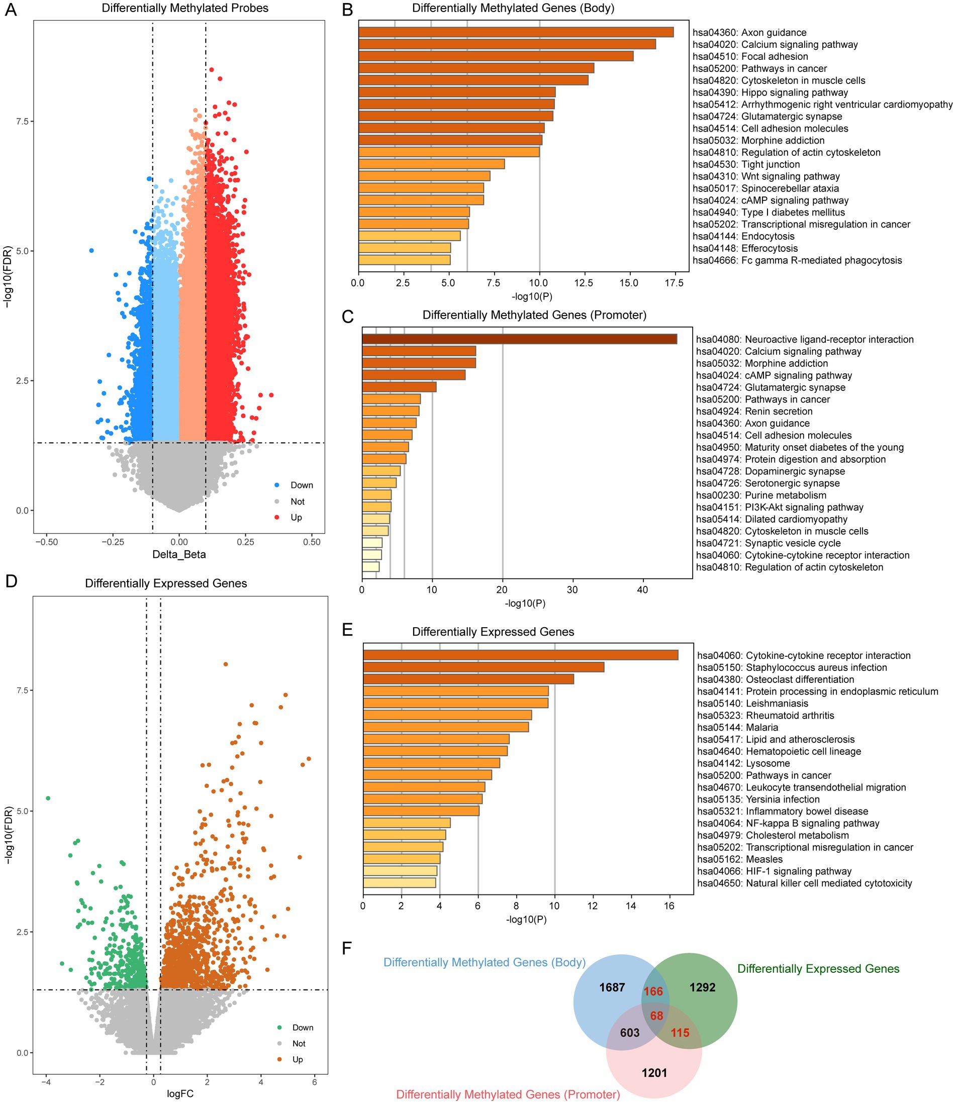 Volcano plots, bar charts, and Venn diagram visualizing gene data. Panel A shows differentially methylated probes; blue indicates down, gray not significant, and red up. Panels B and C display bar charts of differentially methylated genes in the body and promoter regions, respectively, with pathways listed alongside their significance (-log10P). Panel D shows differentially expressed genes with a similar color scheme. Panel E shows a bar chart of differentially expressed genes and their pathways. Panel F is a Venn diagram showing overlaps between differentially methylated genes (body and promoter) and differentially expressed genes.