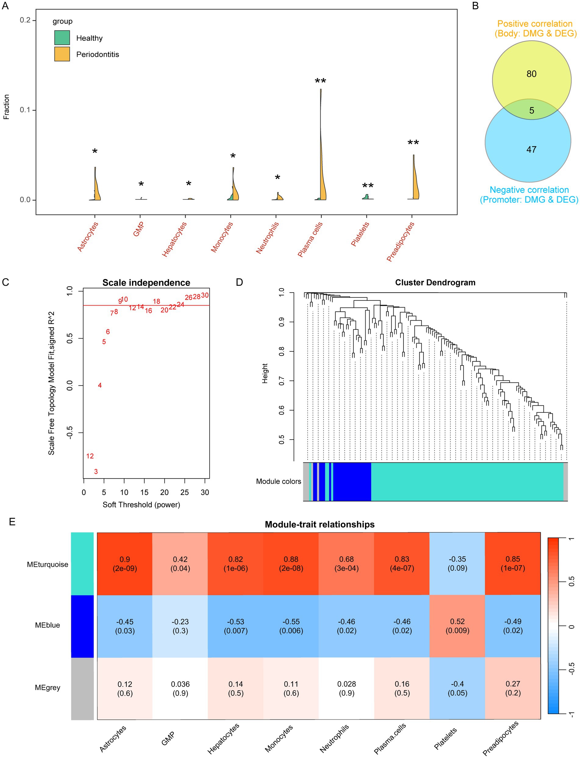Panel A shows violin plots comparing cell type fractions in healthy and periodontitis groups, with significant differences marked by asterisks. Panel B is a Venn diagram illustrating correlations: 80 positive, 47 negative, and 5 overlapping. Panel C displays a graph of scale independence for soft threshold power. Panel D is a cluster dendrogram with module colors indicating groupings. Panel E presents a heatmap of module-trait relationships, with colors representing the strength and significance of correlations between modules and cell types.