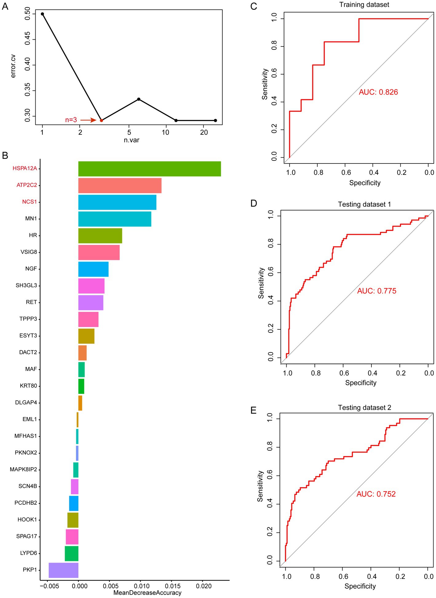 Graphical summary with four sections: A shows a plot of error rates versus the number of variables, indicating an optimal number at three. B presents a bar graph of mean decrease accuracy for various genes, highlighting top contributors. C, D, and E display ROC curves for training, testing dataset 1, and testing dataset 2, respectively, with AUC values of 0.826, 0.775, and 0.752.